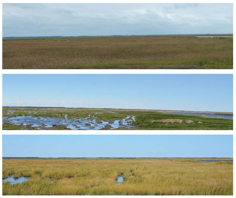 Blackwater National Wildlife Refuge before and after thin-layering